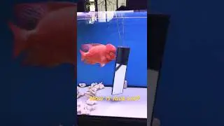 Super Red Monkey Flowerhorn-Stay At Home Play With SRM Due To Covid-Eighty Flowerhorn