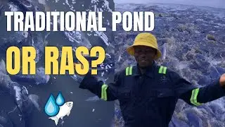 Recirculating Aquaculture System (RAS) vs Traditional Fish Farming (10 Differences Explained) 