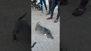 Top quality American bully sale Karnataka dogs Hassan Chikmagaluru dogs sale