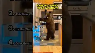 When Bears Act Like Humans! 😂🐻