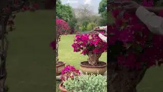 A beautiful ￼￼ Bougainvillea bonsai , being pruned to maintain its shape. #bouganvillea #flower