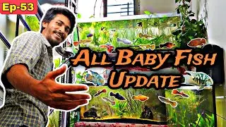 Molly, Guppy & Polar Parrot Baby Fish Update | Fish Breeding Tank Update