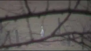 Silberreiher auf Wiese in Diekhusen-Fahrstedt, Kreis Dithmarschen