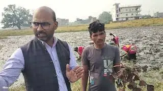 सिंघाड़े की खेती || cultivation of water chestnut 