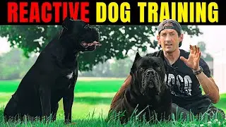 REACTIVE Dog Training For CALM Behaviour Cane Corso