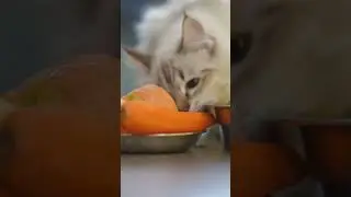 5 Fun Facts About Your Cat's Eating Habits#catlovers #cats #cat #catlover #catvideos #catshorts