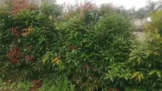 Brush cherry-Euginea plant🌱