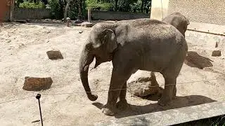 zoo Płock. słoń.