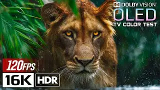 Ultra Clarity 16K HDR 120fps Dolby Vision - See the World Like Never Before