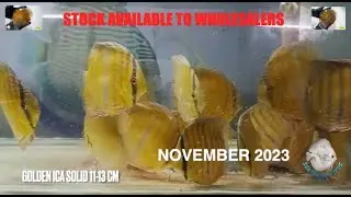 Stock Available in AMAZON FARM - November 2023