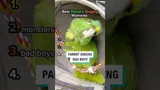 Best Parrots Singing Moments🎶