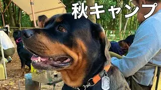 超デカい犬連れでも絶対楽しめるキャンプ場に行ってきた【ロットワイラー】