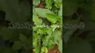 Our First Home Garden Vlog🪴🌱...#trending #nature #viral #garden 