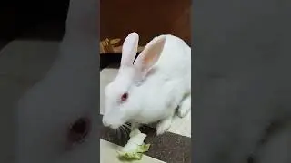 Listen! Rabbit Chewing Sound! #bunny #rabbit #eating #eatingsounds #bunnies #cute