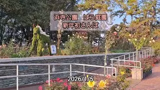 新年初さんぽ　バラ見てきたよ