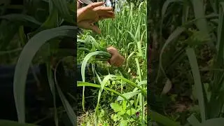 Lehsun ka size badayen | Double your garlic harvest #robinsinghpf