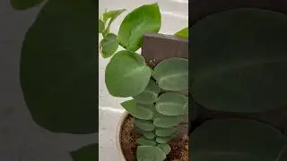 LOOKS NEAT‼️ TRAIN YOUR SHINGLE VINE ( Rhaphidophora Hayi)🥰