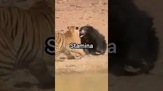 sloth bear vs spectacled Bear #slothbear #spectacledbear #vsedits #fypviral