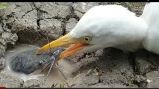 Unique Hunting Style | Intelligent Bird