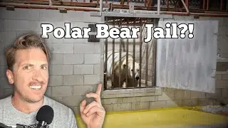 Why Canada Has a Polar Bear Jail