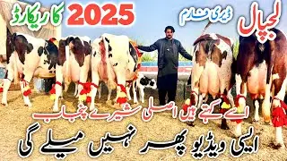 Lajpal Dairy Farm | Best cows farm in Pakistan | Best cows in Pakistan #Janibest #janibesttv 