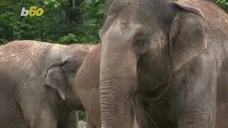 Noisy Neighbor Was Keeping an Elephant in His Apartment, According to Newly Unearthed Letter