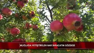 Muğla'da yetiştirilen nar ihracatın g&ouml;zdesi