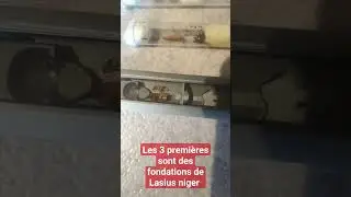 Petite vid&eacute;o avant la diapause de toute mes esp&egrave;ces