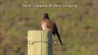 Dark-capped Bulbul singing