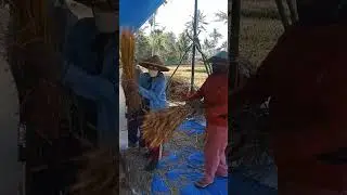 Traditional Farmers Using Machine to Process Crops Under a Blue Canopy in the Countryside