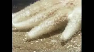 Science Animals Without Backbones