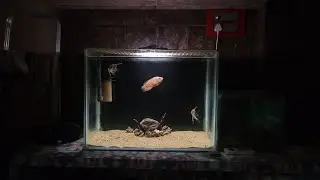 I Bought an Oscar Fish For My Tank