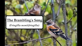 The Brambling's (Fringilla montifringilla) Song