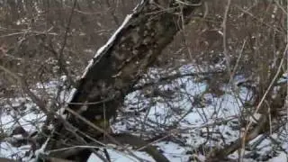 Stinger Versus Killer and Shadow [Winter]
