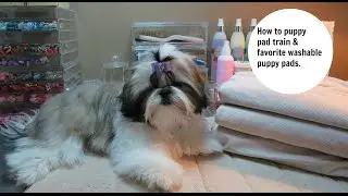 How to potty train your puppy to use puppy pads