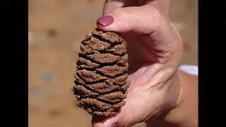 Flora 'n Fauna of Southern Utah