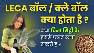 What is LECA Balls or Clay Balls l How to use it and grow plants in LECA Balls (Hindi)