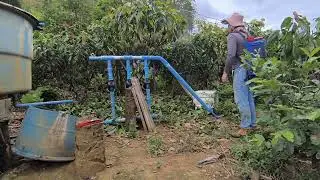 Spraying after pruning cocoa trees.