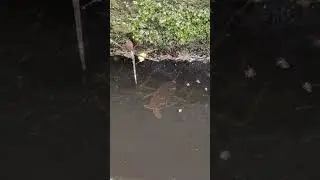 [昆蟲]水底忍者-紅娘華