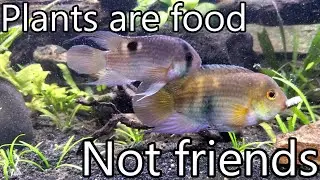 Ravenous Cichlids Destroy Aquascape (Keyhole Cichlids Tank Update)