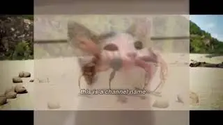 Pop cat crab rave
