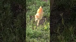 Beautiful ginger short tail cat in the urban savanna