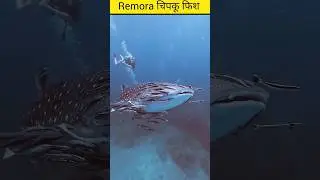 Facts Of Remora Fish #dhoni