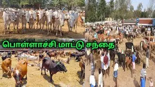 பொள்ளாச்சி மாட்டு சந்தை|Pollachi Cattle Market