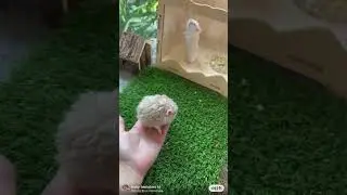 #cutepetvideos #hamstagram