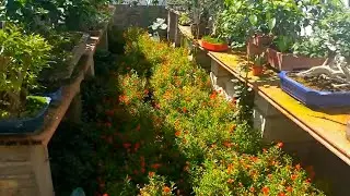 Demasiados bonsai y prebonsais para una sola finca