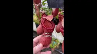 Spotlight on N. ventricosa | BE-3771