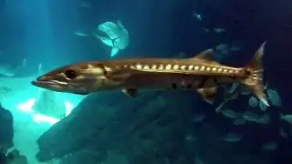 Barracuda o espet&oacute;n en acuario