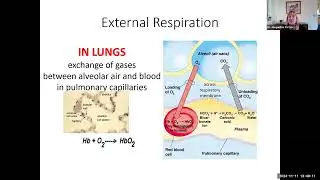 hbio17e gas exchange & ventilation control 13 min