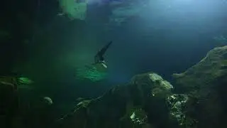Deep Dive: The World's Rarest Animals: Expert Analysis and Insights